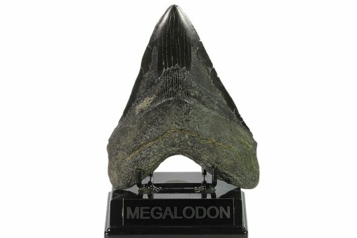 Fossil Megalodon Tooth - South Carolina #135925